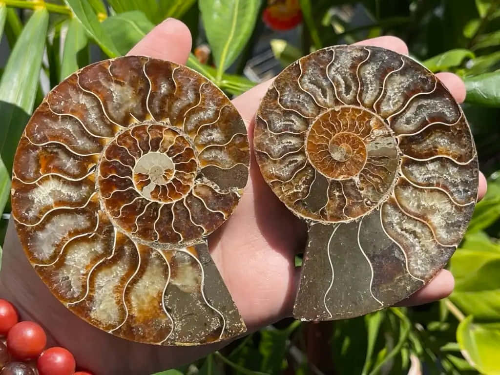 polished ammonite fossils, brown and cream spiral patterns, hand, SD Desktop Wallpaper