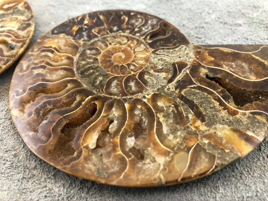 polished ammonite fossil, brown amber swirls, chambers, SD Desktop Wallpaper