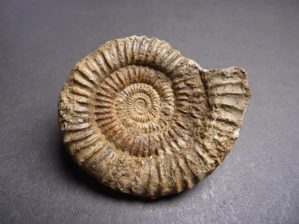 fossilized ammonite specimen, ribbed chambers, smooth dark gray surface, SD Desktop Wallpaper