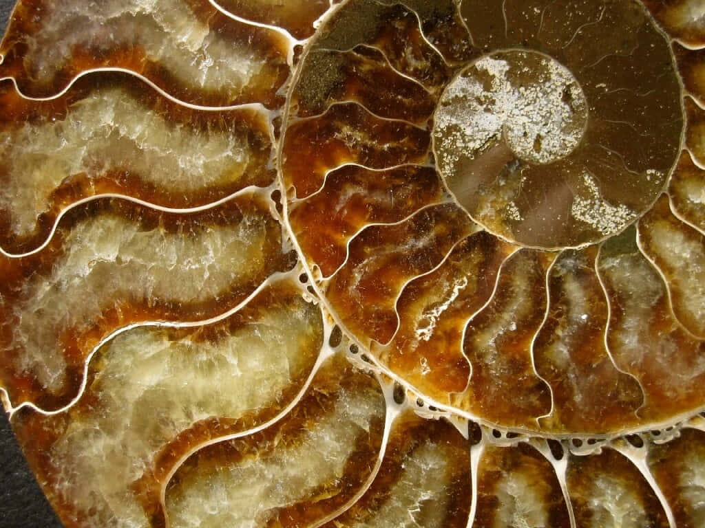 polished ammonite fossil, intricate spiral chambers, warm brown, SD Desktop Wallpaper
