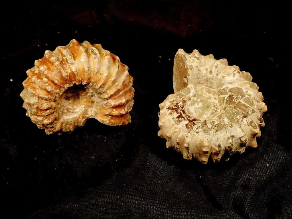 ammonite fossil pair, black background, textured ridges, SD Desktop Wallpaper