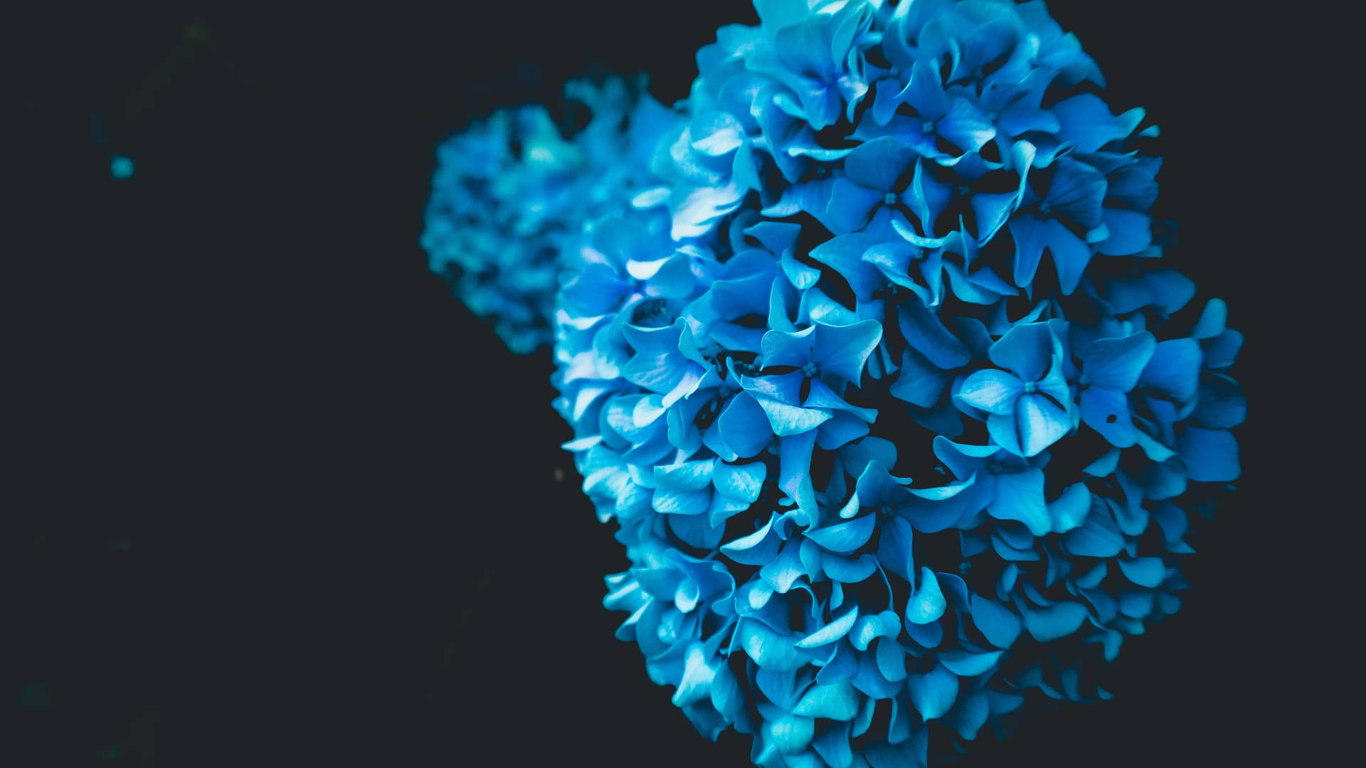 AMOLED, hydrangea flowers, blue, Full HD Desktop Wallpaper