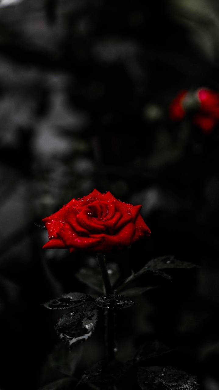 AMOLED Red Rose 4K, vivid red rose, dew, HD Phone Wallpaper