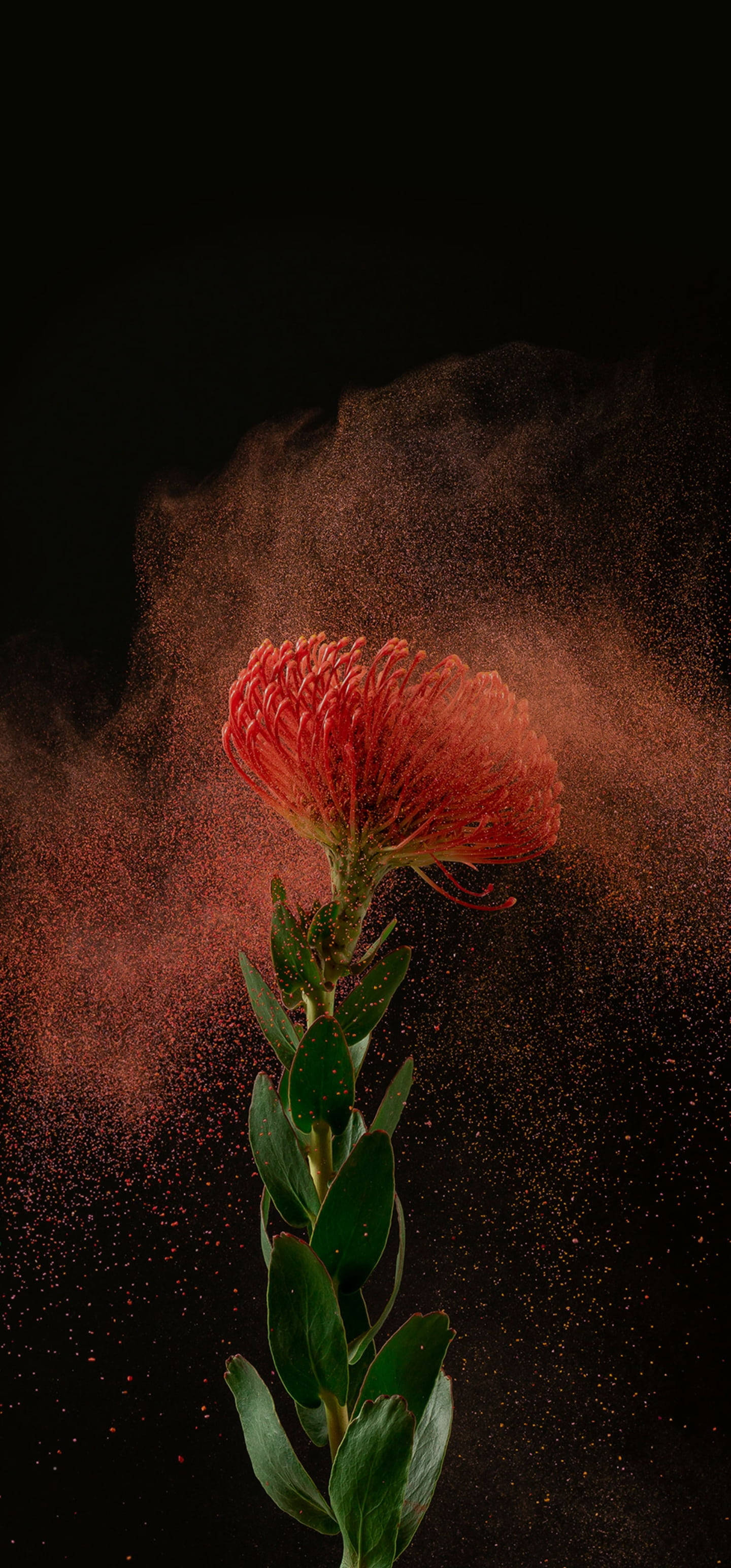 Amoled Android, red flower, red dust, 2K Phone Wallpaper