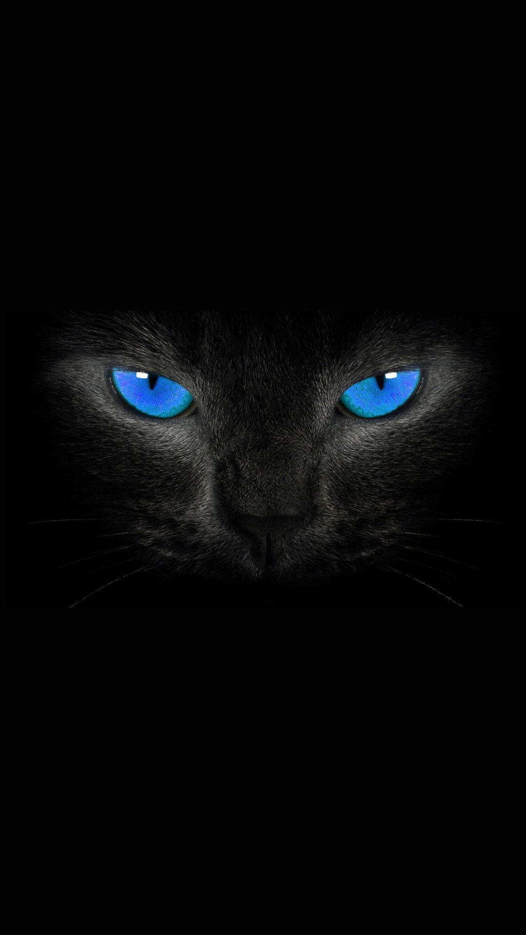 Amoled, blue-eyed black cat, glowing electric blue eyes, Full HD Phone Wallpaper