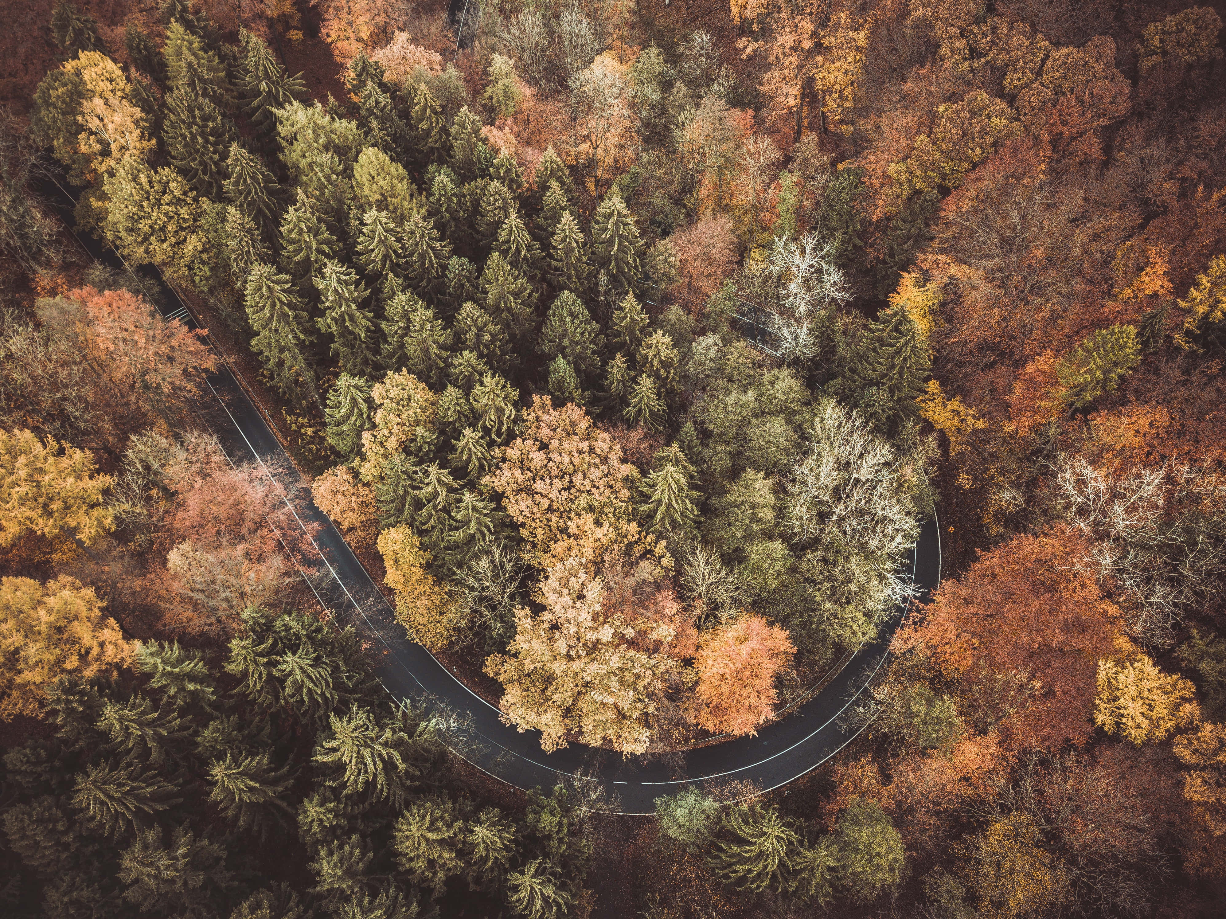 Among Trees, autumn colors, winding road, 4K Desktop Wallpaper