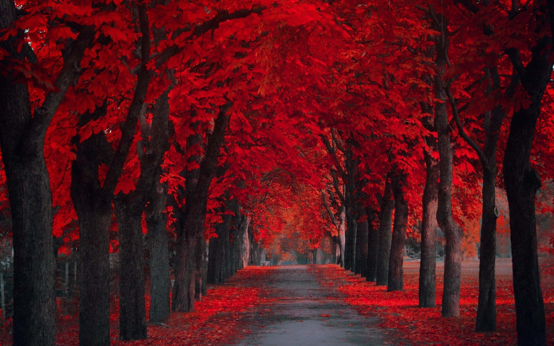 Among Trees, crimson leaves, winding path, Full HD Desktop Wallpaper