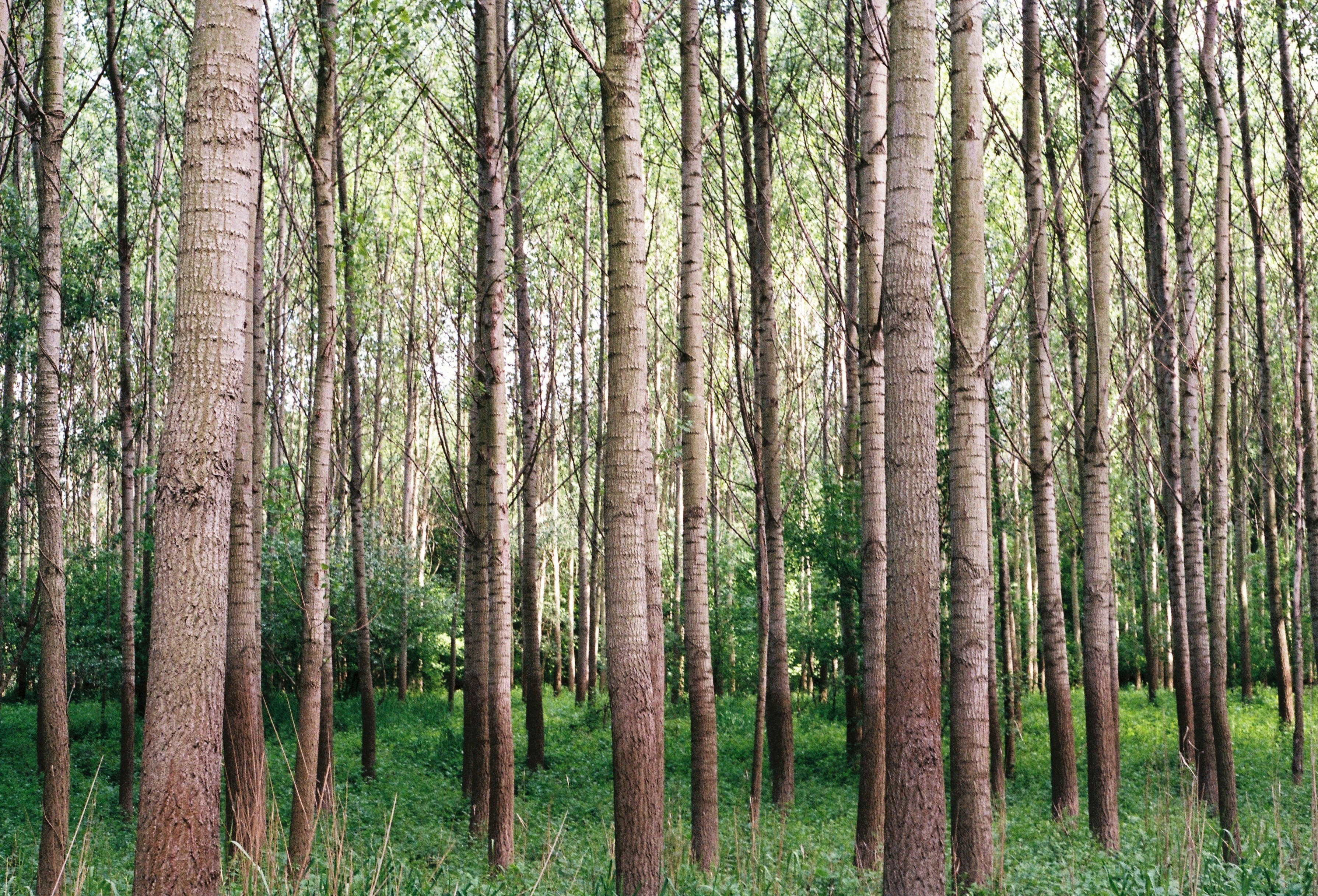 Tall Forest Trees, dense forest, soft dappled sunlight, 2K Desktop Wallpaper