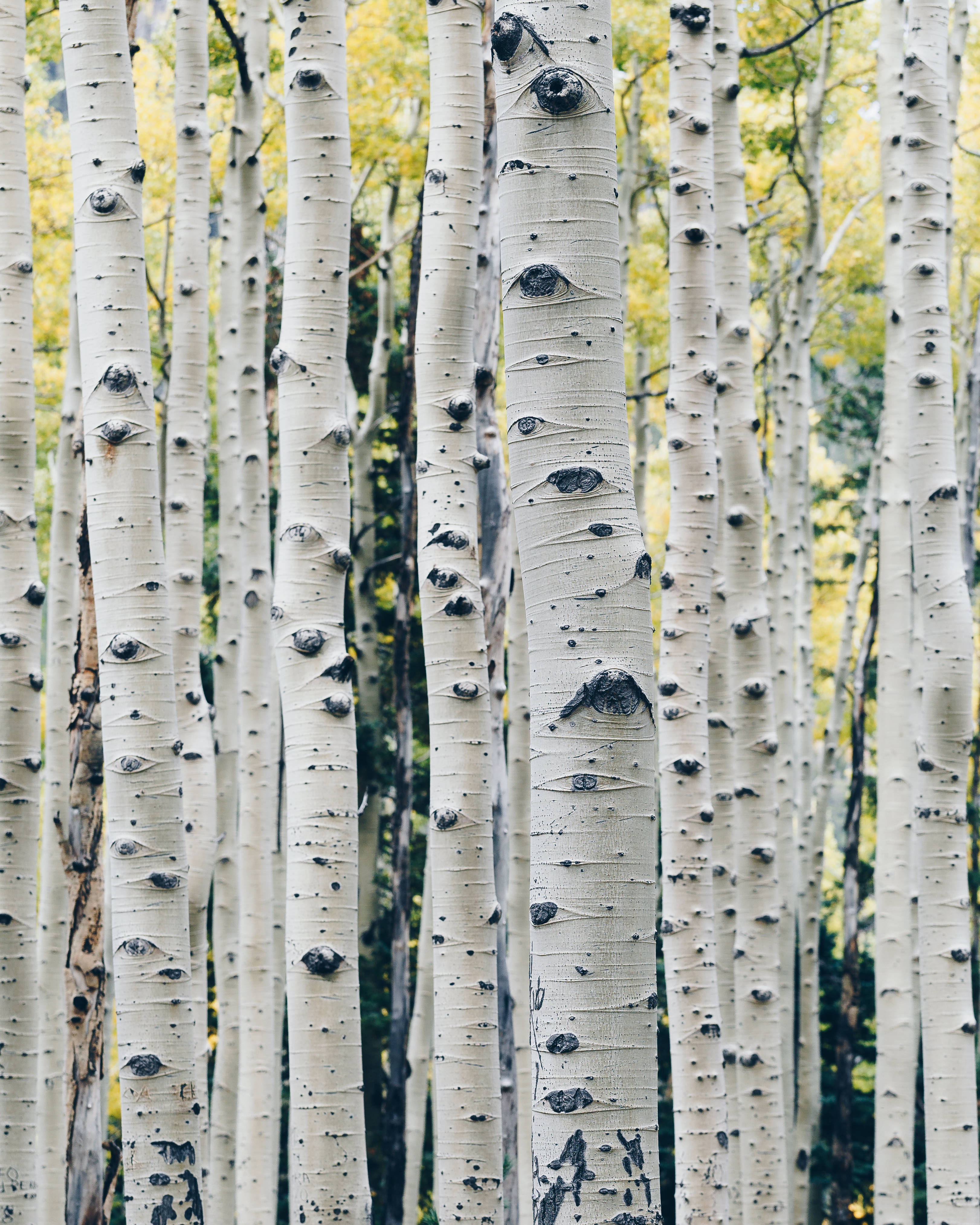 forest, birch trees, white bark, 4K Phone Wallpaper