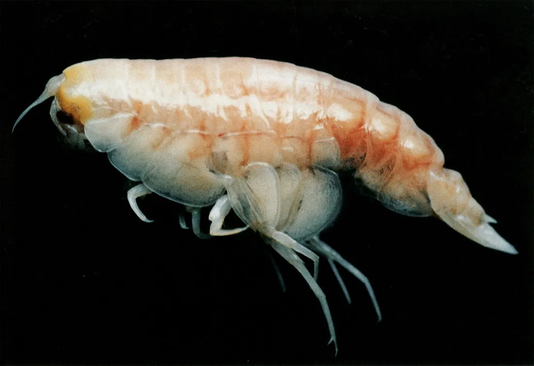 Amphipod