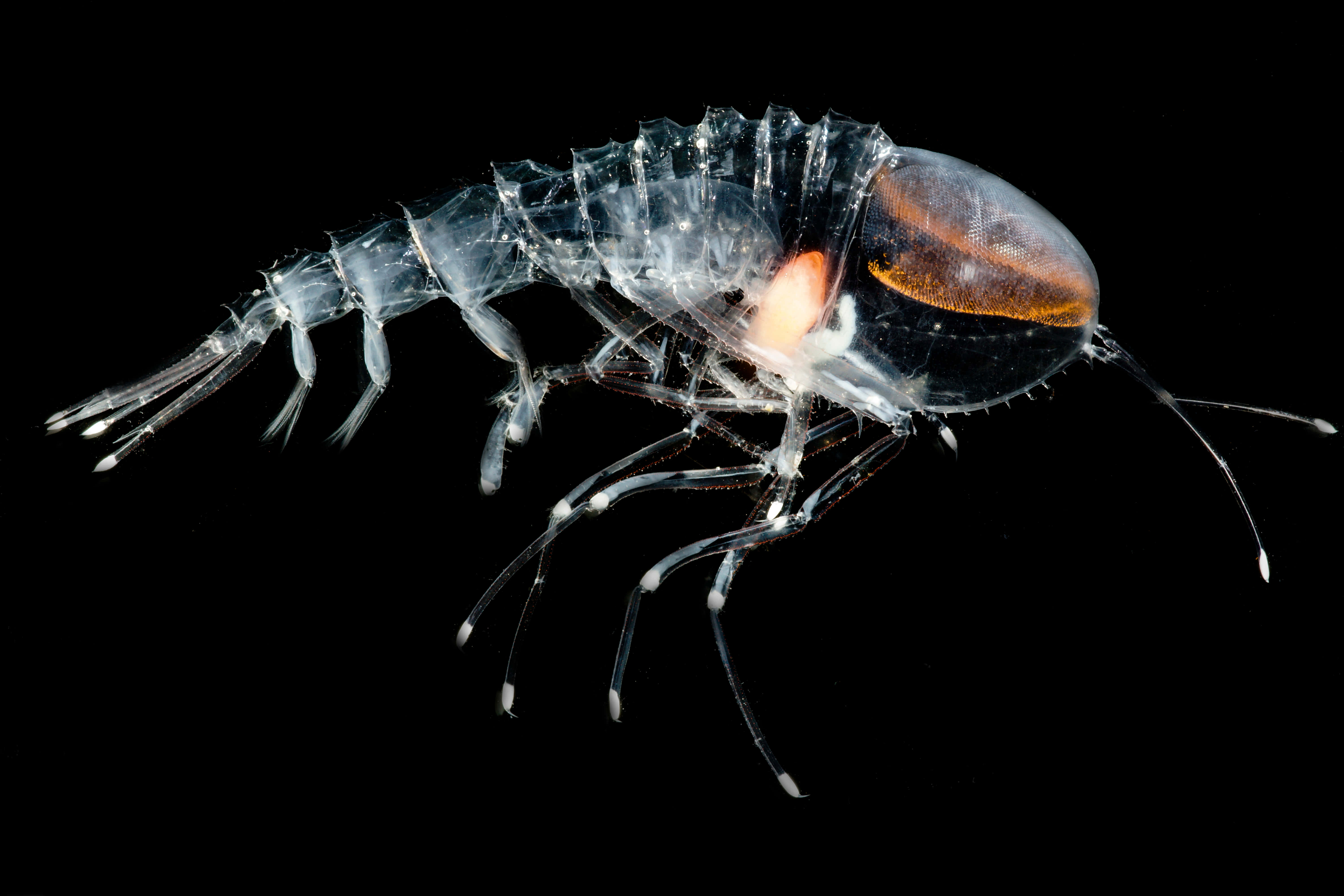 amphipod, translucent shrimp, glowing orange internal organs, 5K Desktop Wallpaper