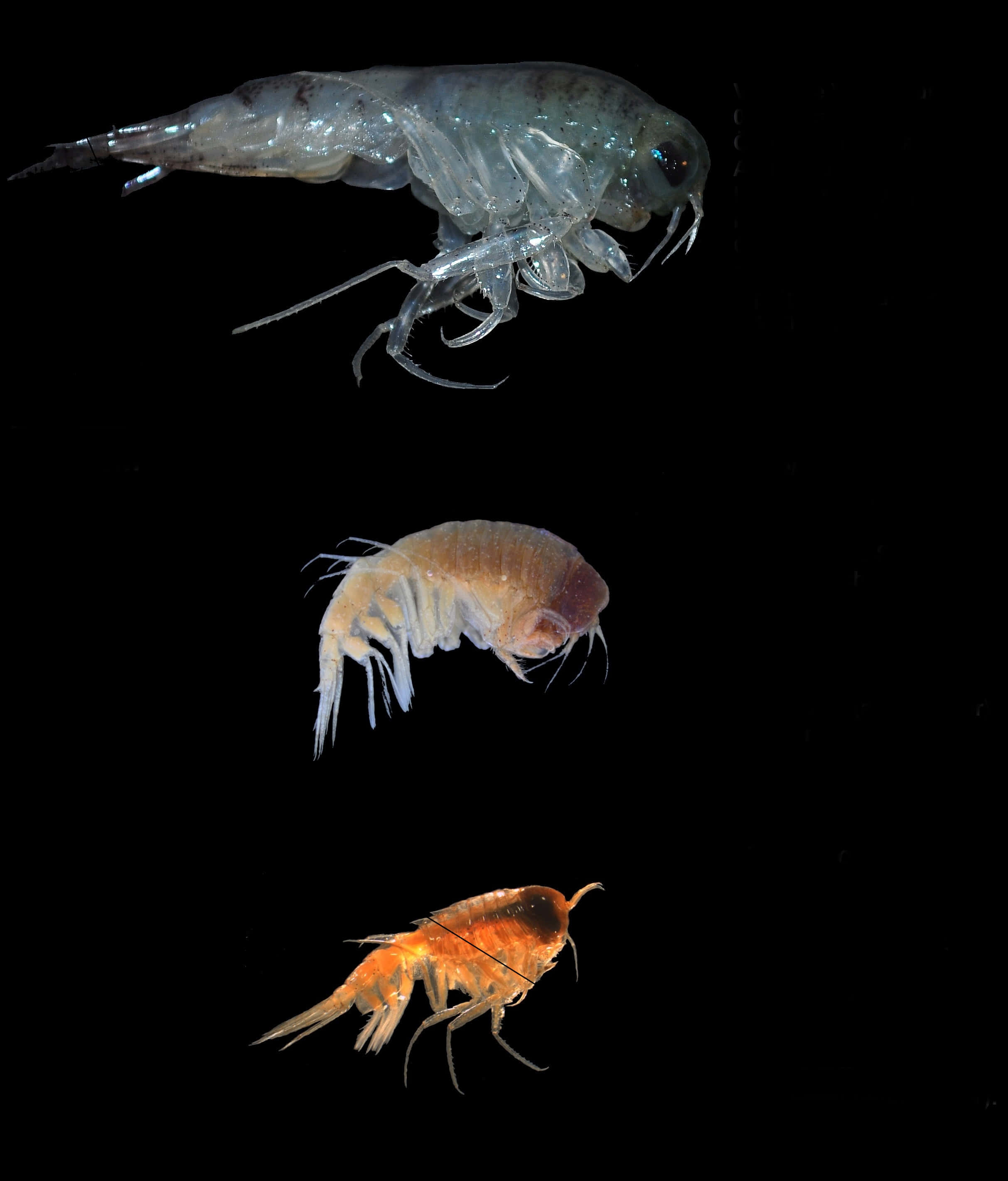 Amphipod, translucent, crustaceans, 2K Phone Wallpaper