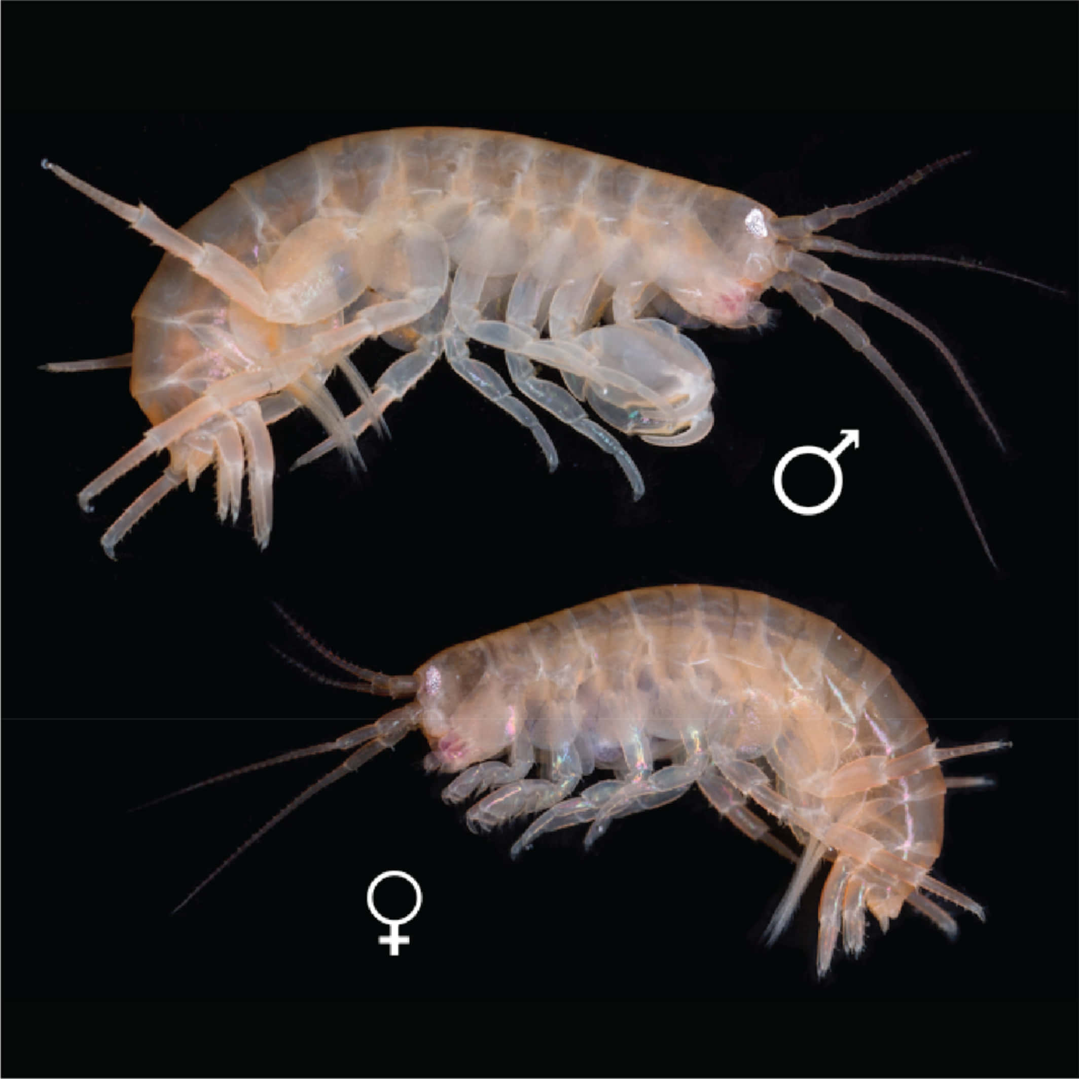 Amphipod, male, female, Full HD Desktop Wallpaper