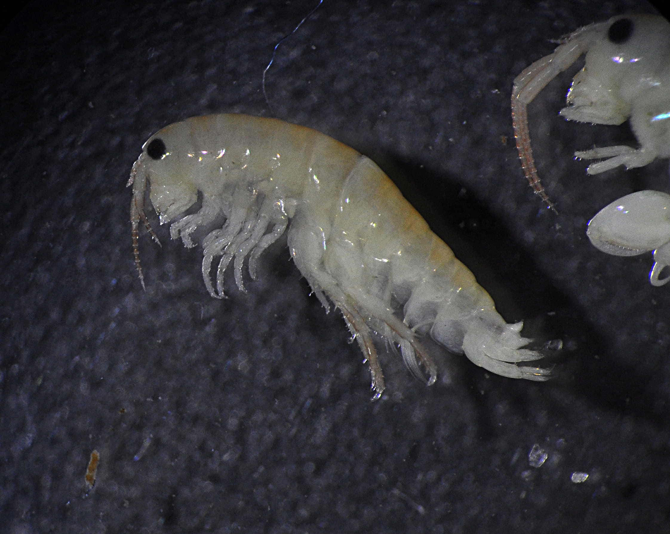 Amphipod, translucent pale shrimp, detailed appendages, Full HD Desktop Wallpaper