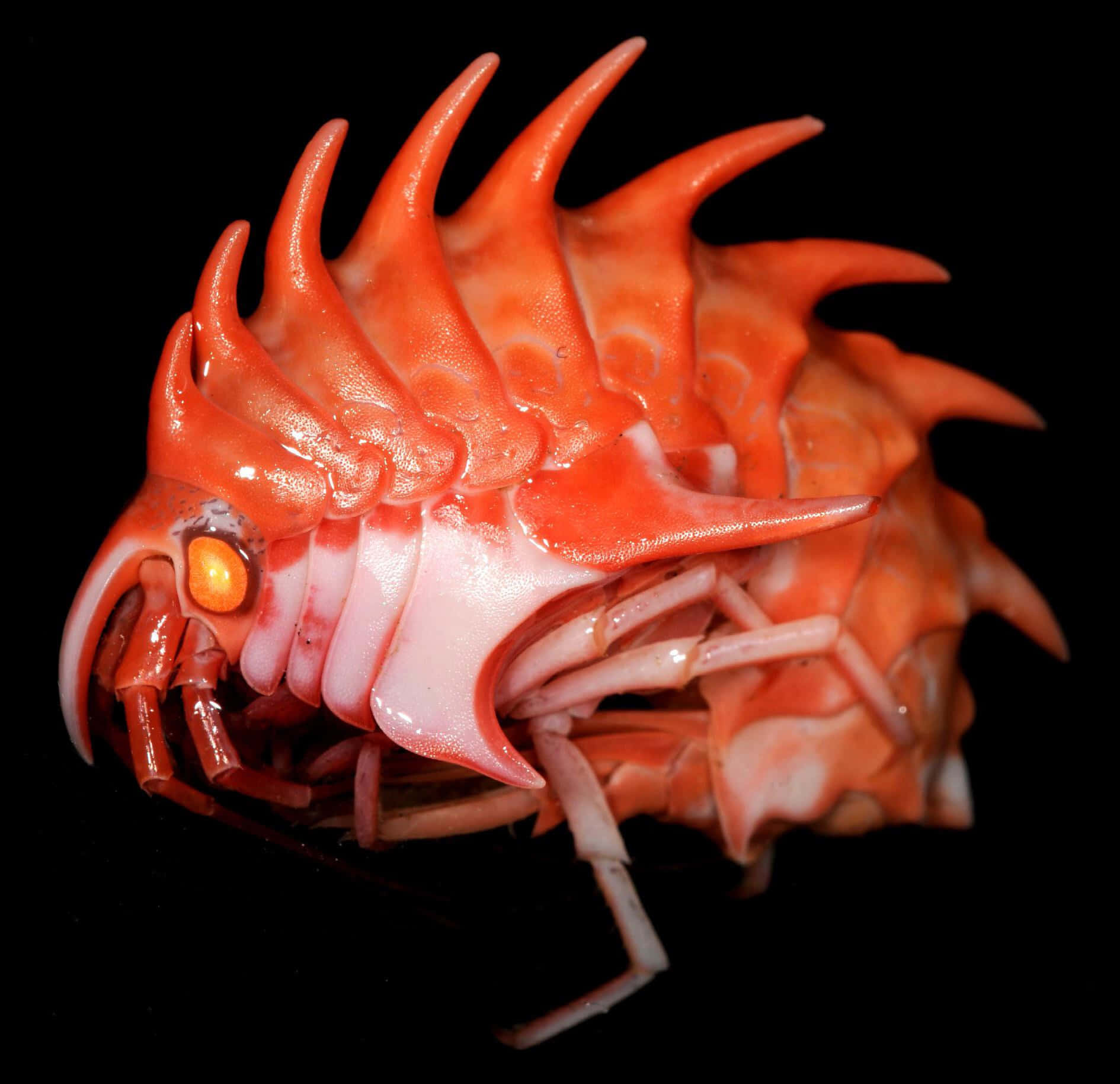 vibrant orange amphipod, spiky orange isopod, glowing amber eyes, HD Desktop Wallpaper