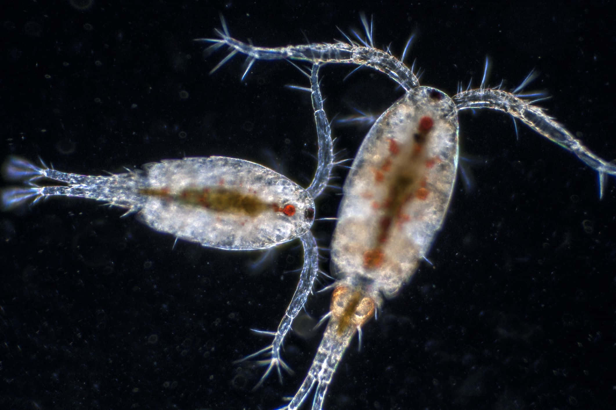 Amphipods, translucent, spiny limbs, Full HD Desktop Wallpaper