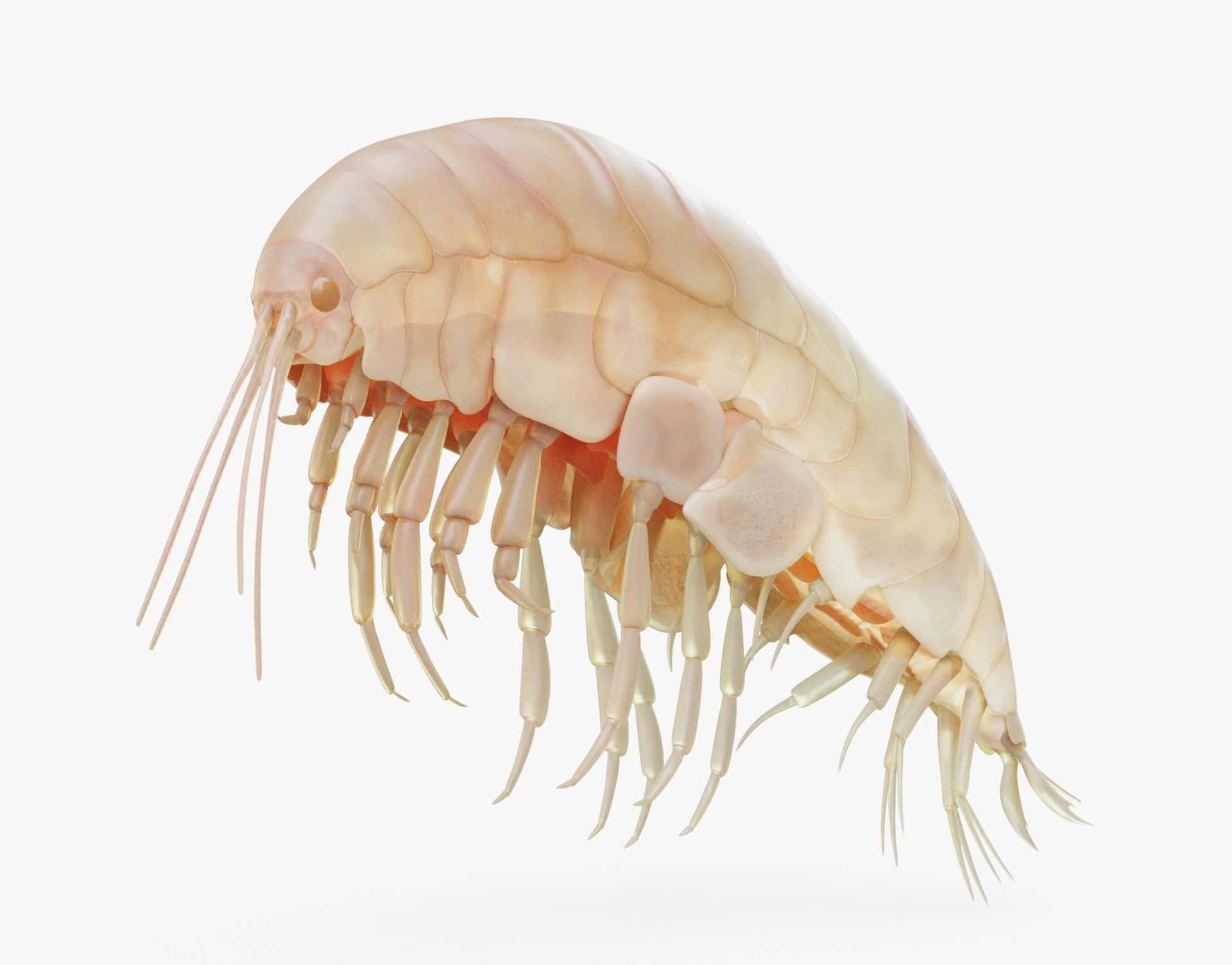 amphipod, translucent pinkish crustacean, many legs, Full HD Desktop Wallpaper