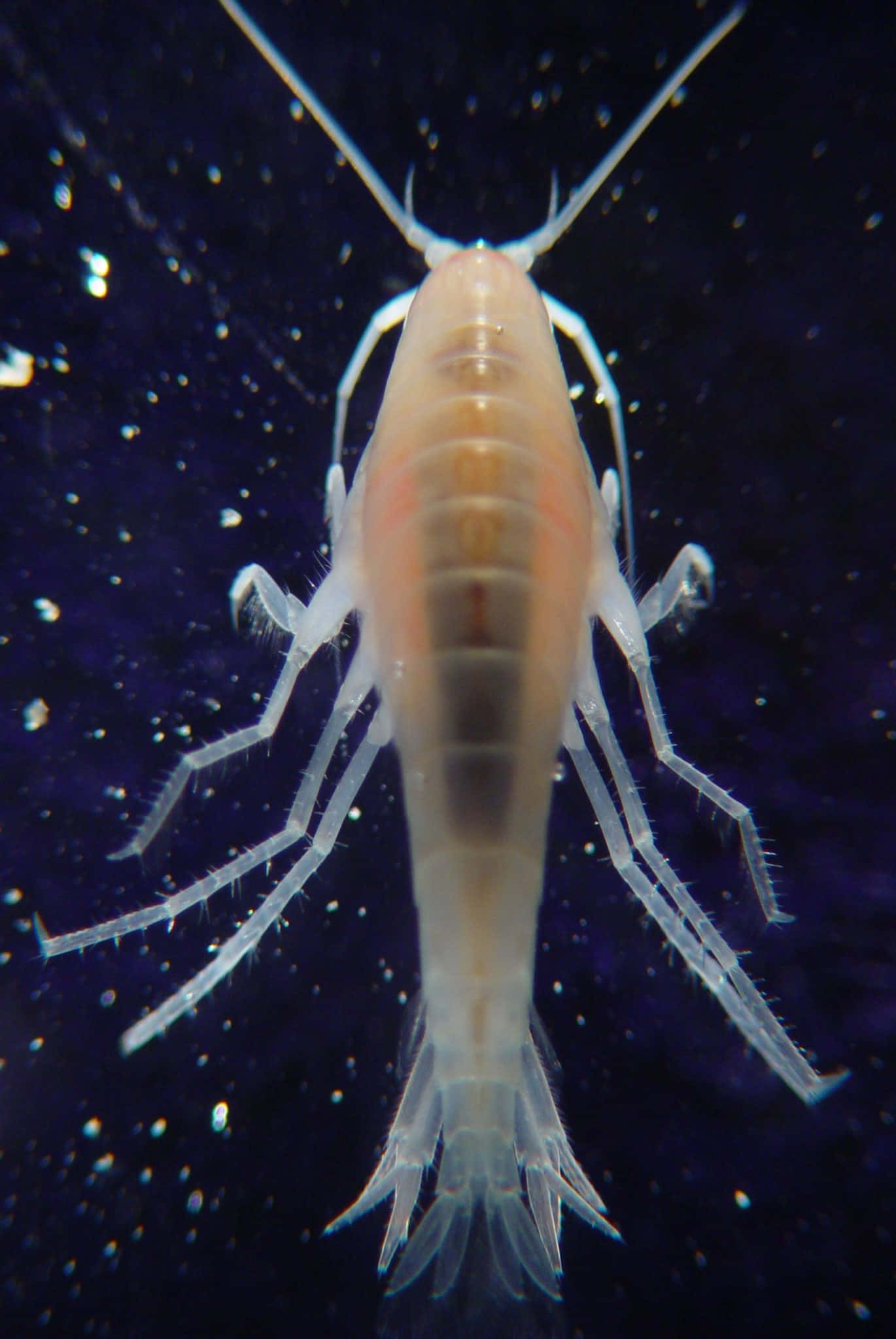 Amphipod, translucent, delicate legs, Full HD Phone Wallpaper