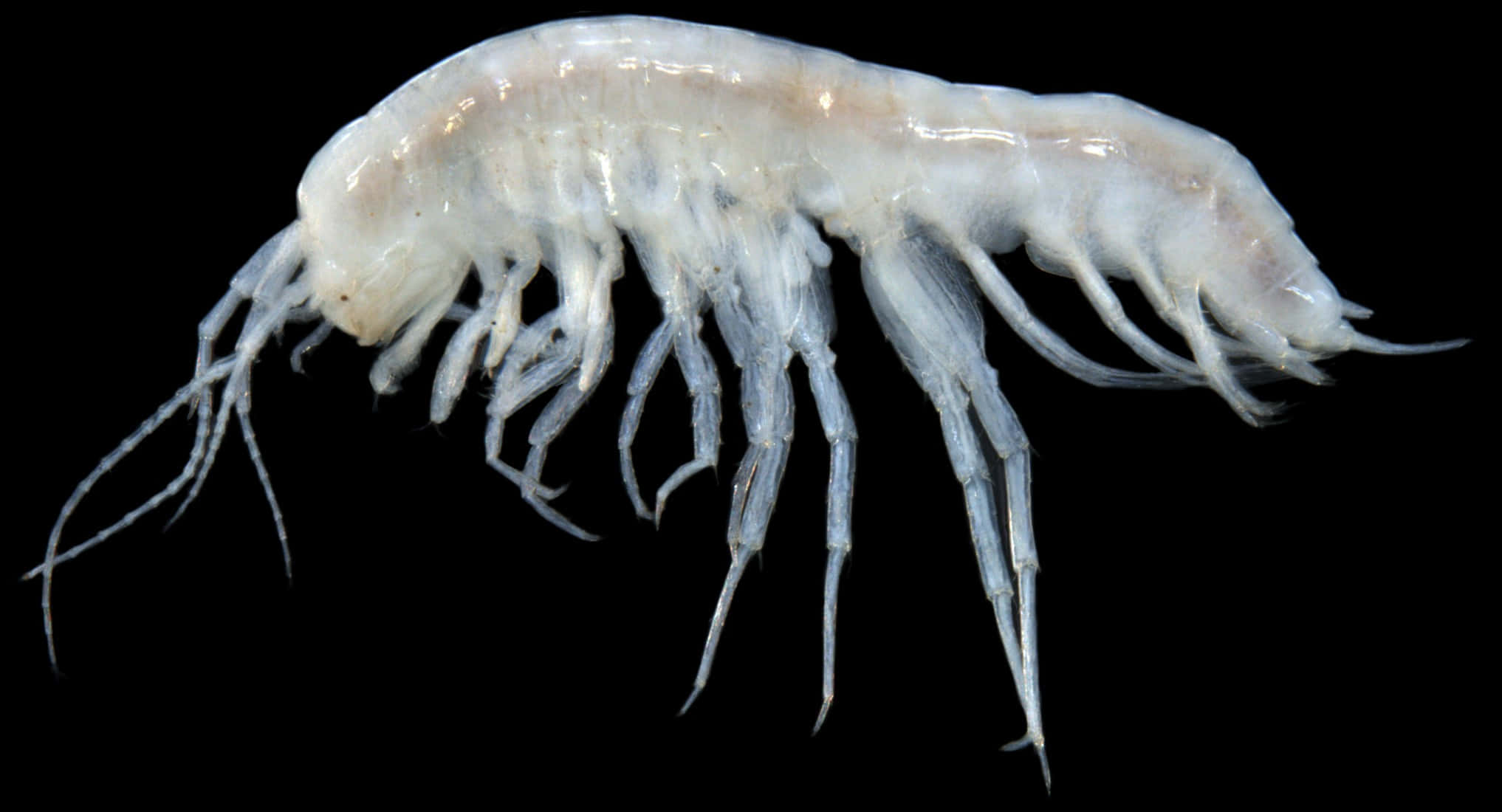 Amphipod, translucent white, delicate legs, Full HD Desktop Wallpaper