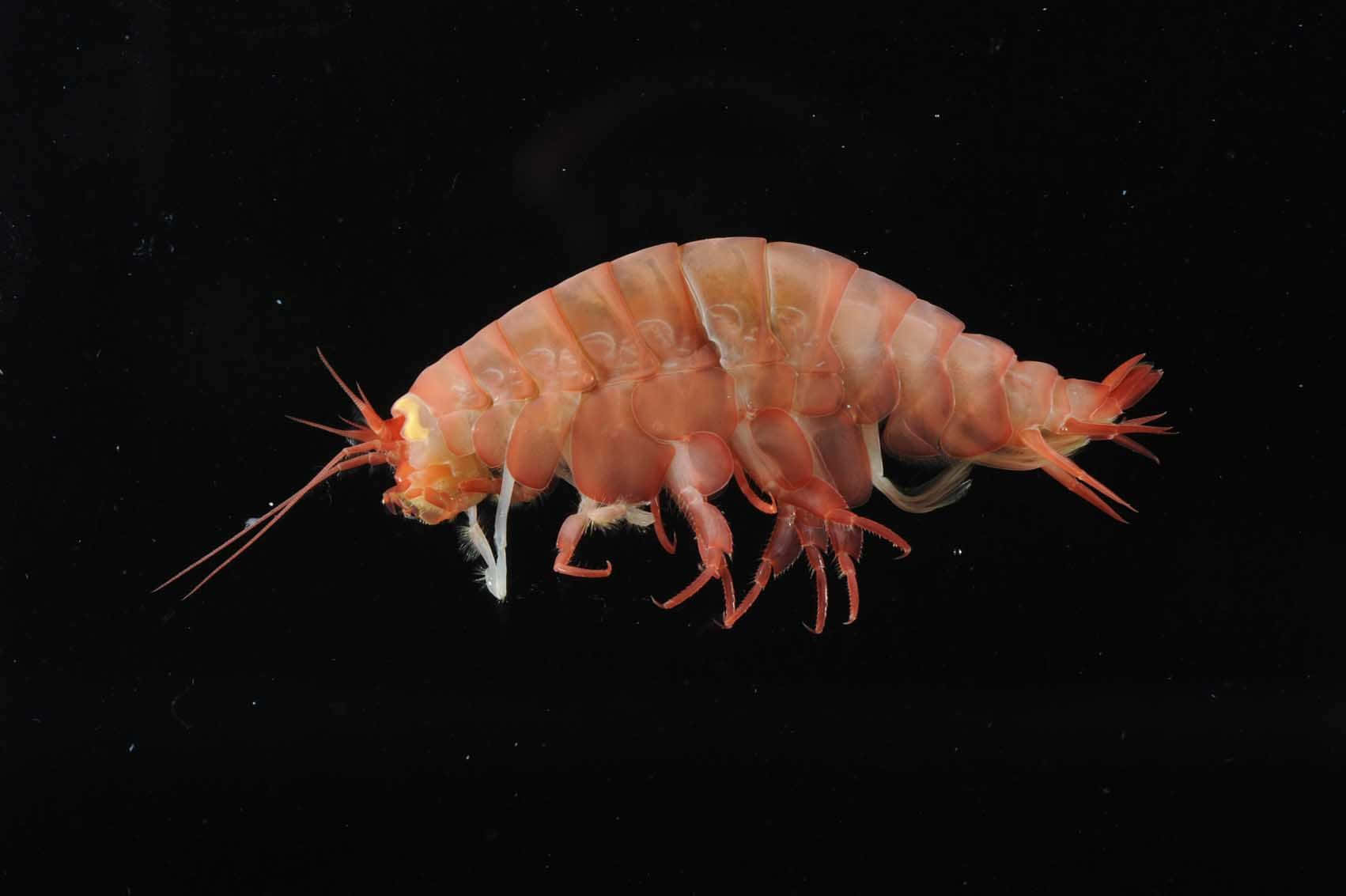 Amphipod, translucent pink, delicate legs, HD Desktop Wallpaper