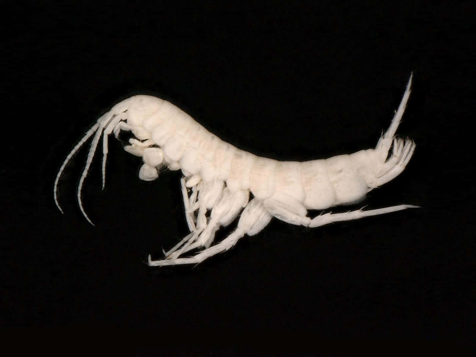 amphipod, white, segmented body, HD Desktop Wallpaper