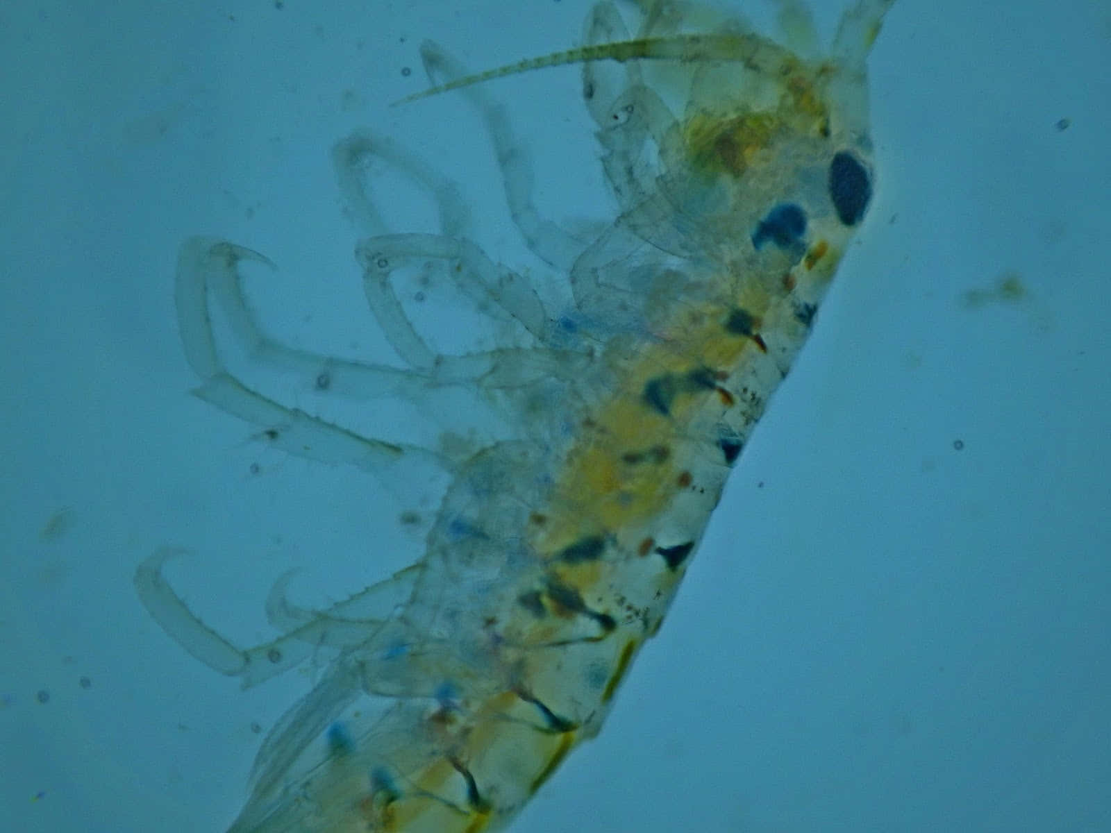 amphipod, translucent, delicate appendages, HD Desktop Wallpaper
