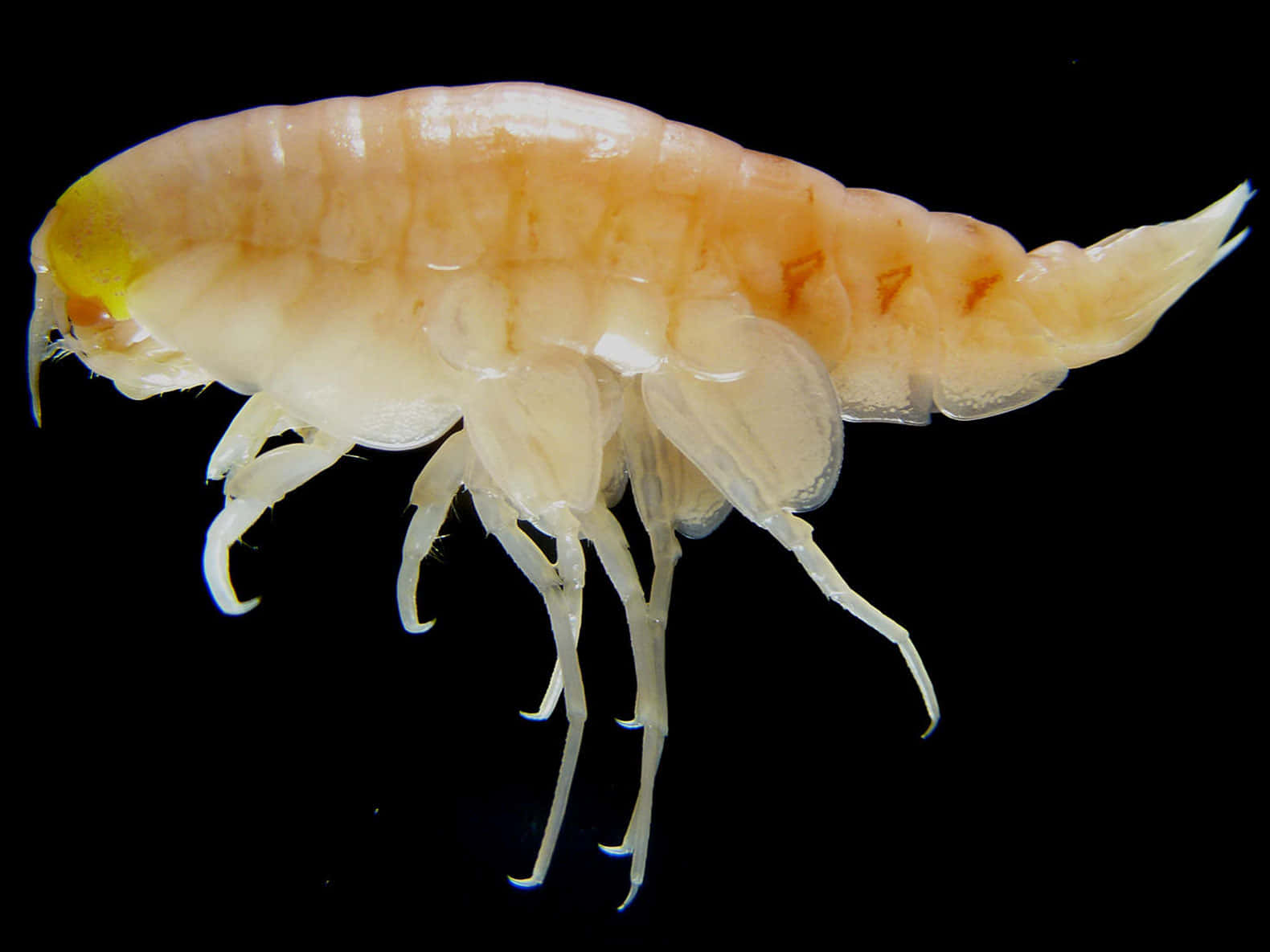 Amphipod, translucent pinkish crustacean, delicate legs, HD Desktop Wallpaper