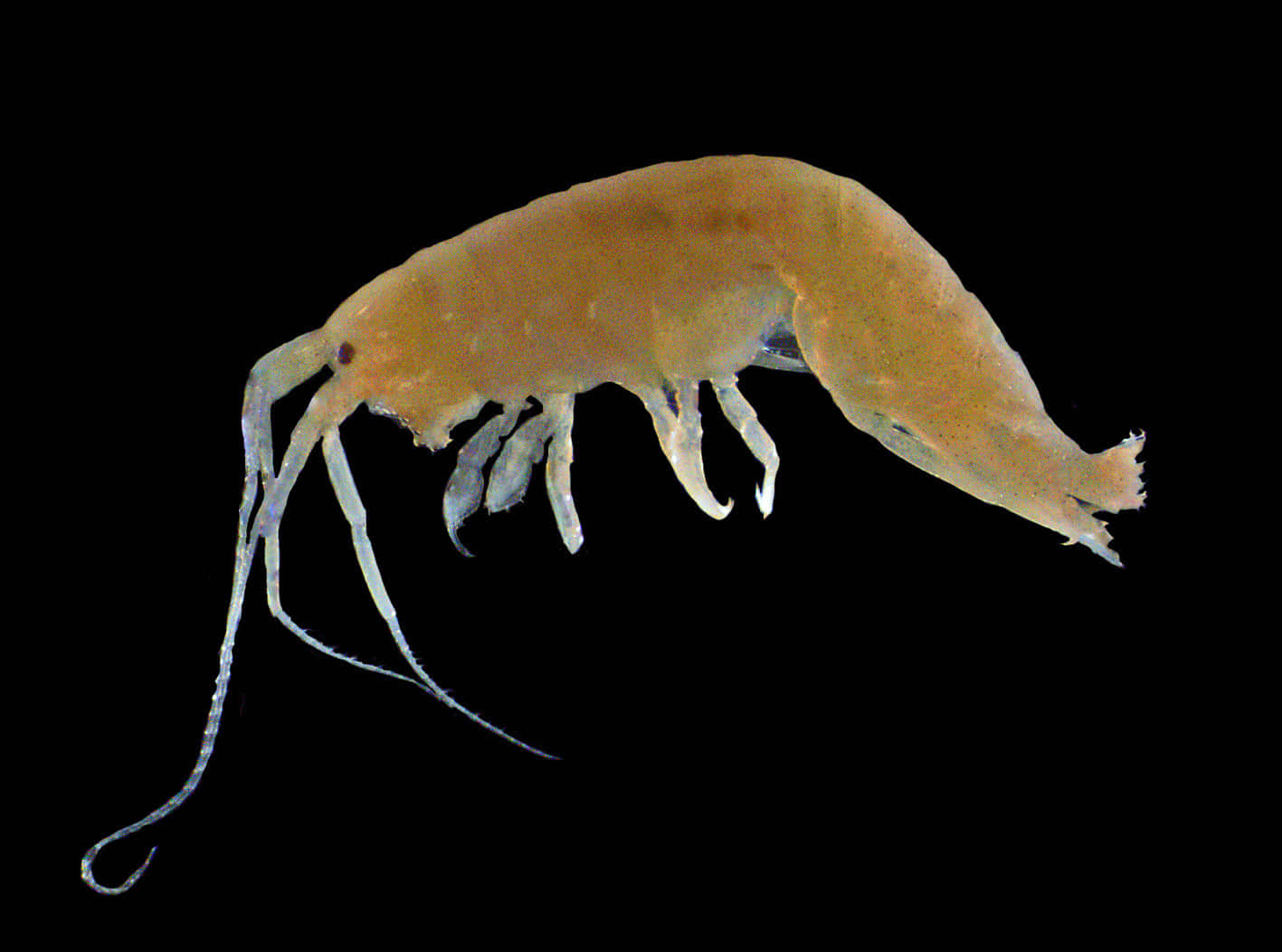 Amphipod, translucent amber, long antennae, HD Desktop Wallpaper