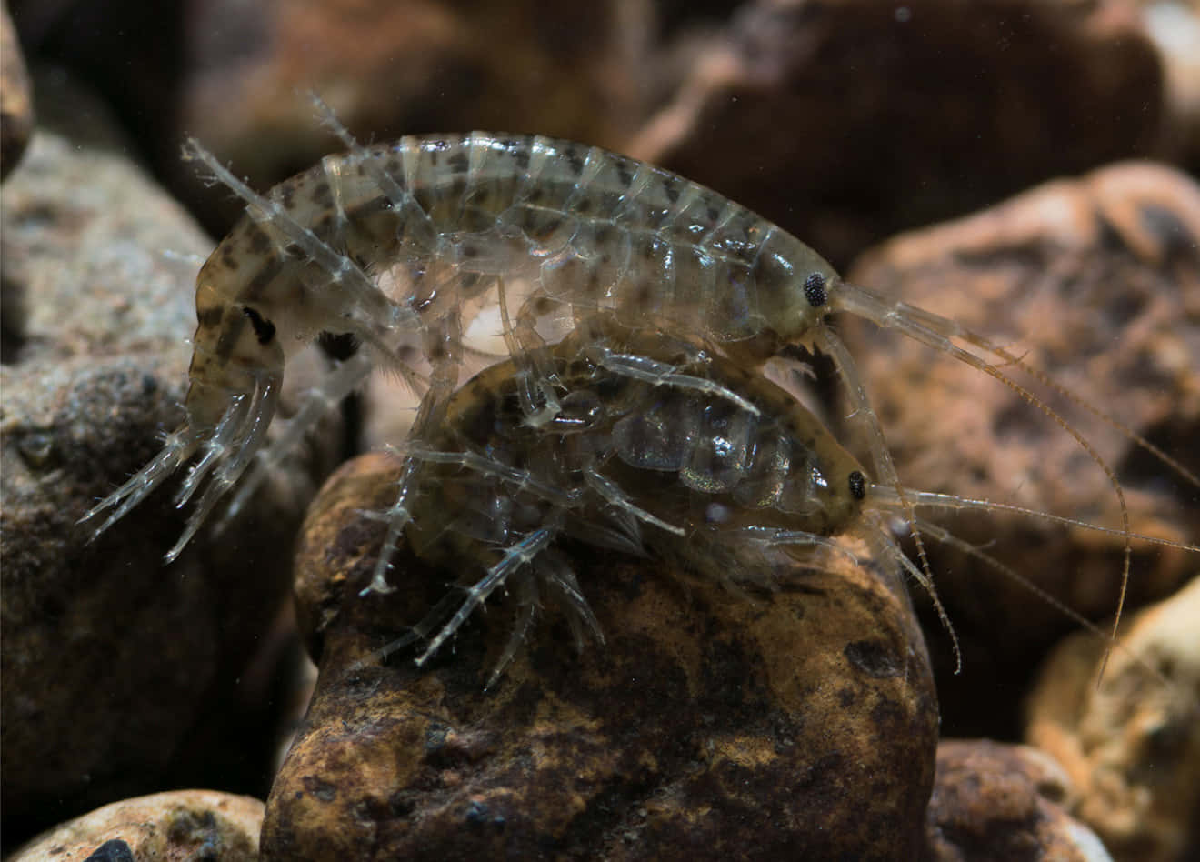 amphipod, translucent, wet rocks, HD Desktop Wallpaper