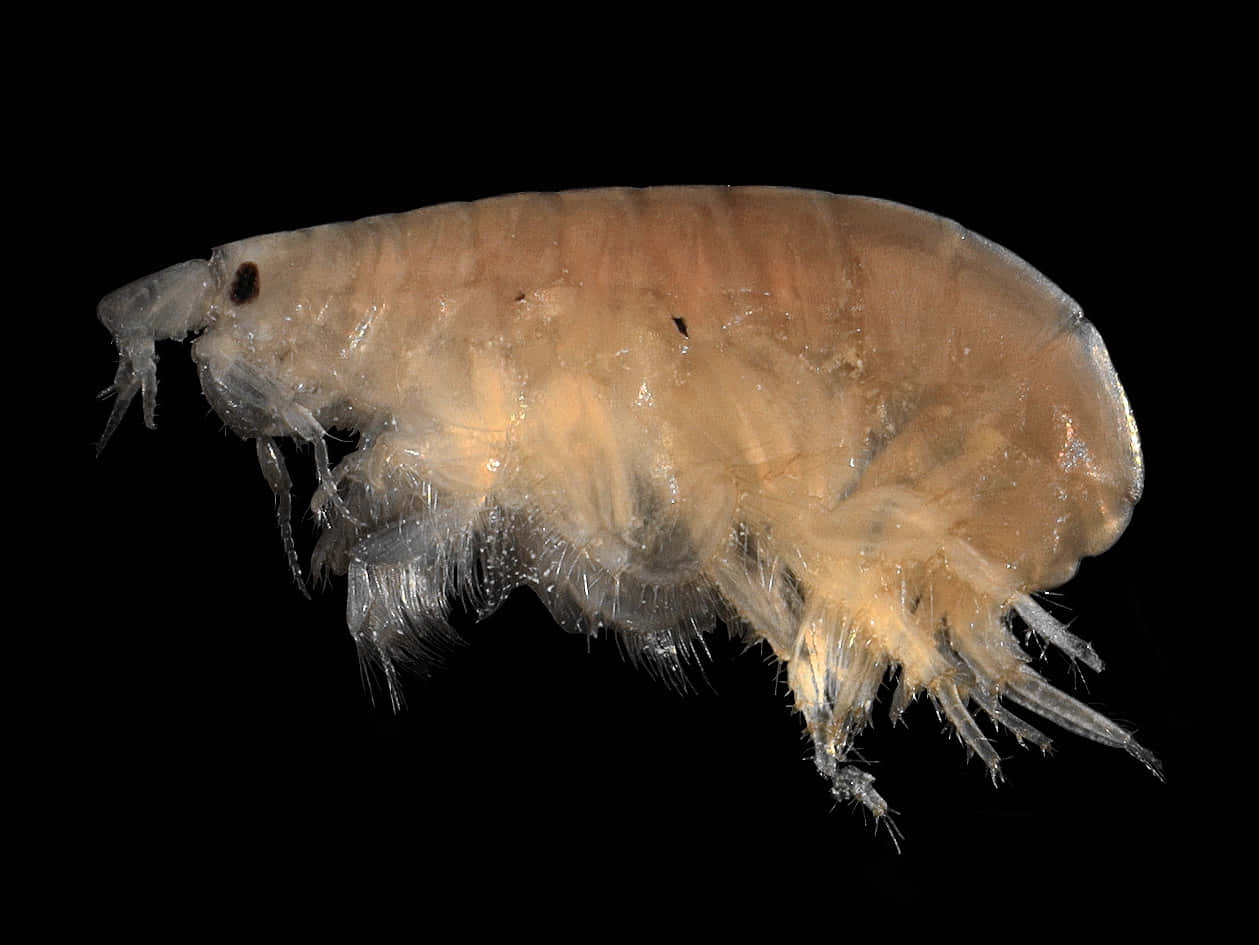 Amphipod, translucent brown, fine hairs, SD Desktop Wallpaper