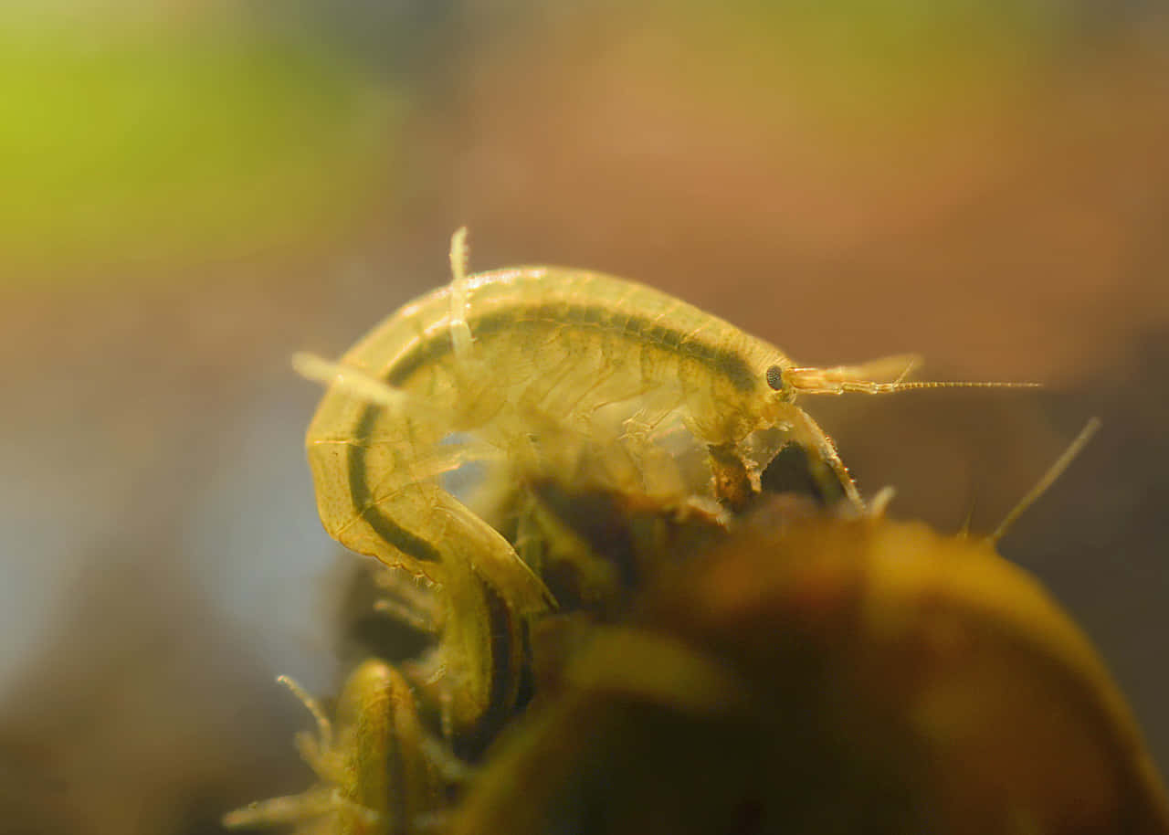 Amphipod, translucent green, algae, HD Desktop Wallpaper
