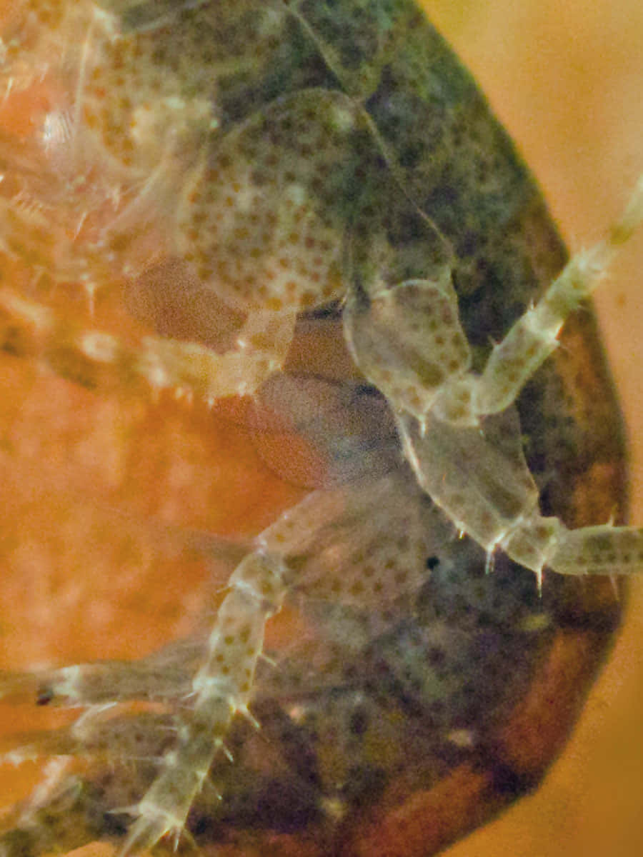 Amphipod, translucent exoskeleton, segmented body, SD Phone Wallpaper