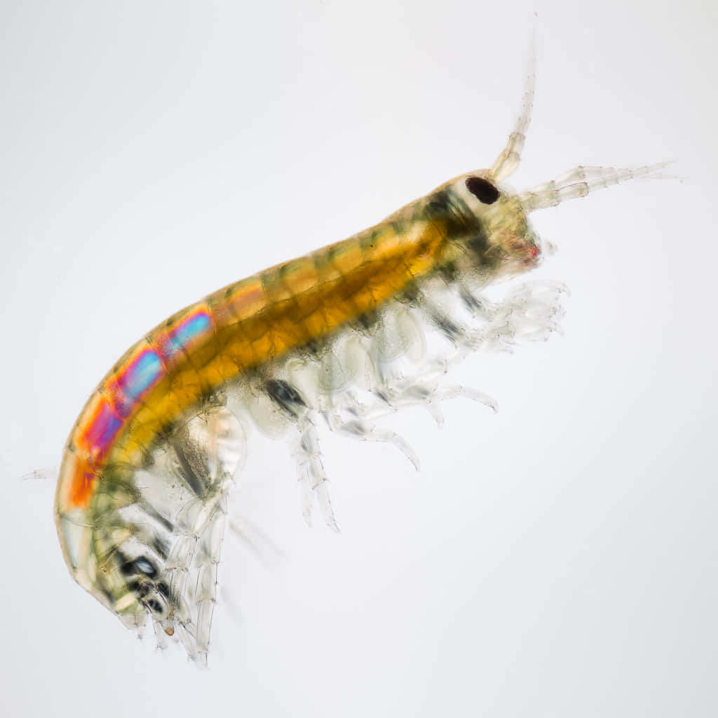 amphipod, iridescent orange blue and green stripes, translucent, SD Desktop Wallpaper