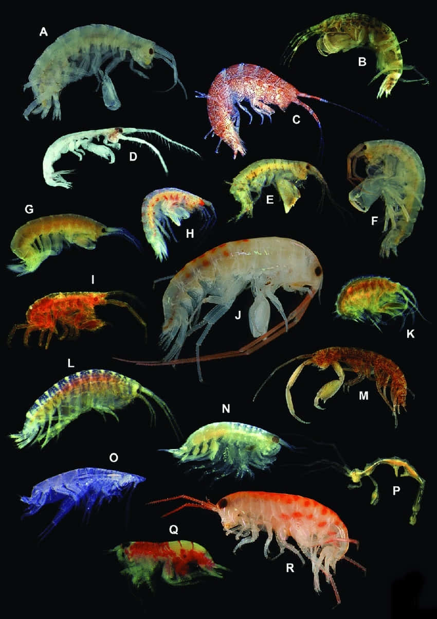 amphipod, glowing, vibrant colors, SD Phone Wallpaper