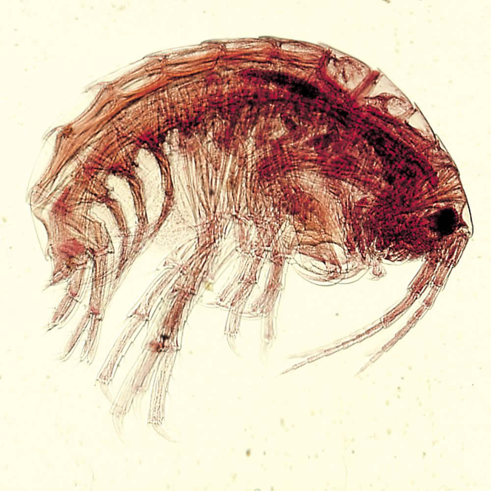 Amphipod, translucent reddish-brown, microscopic, SD Desktop Wallpaper