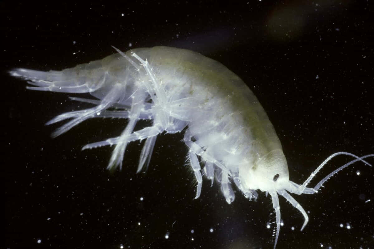 amphipod, translucent, delicate appendages, SD Desktop Wallpaper