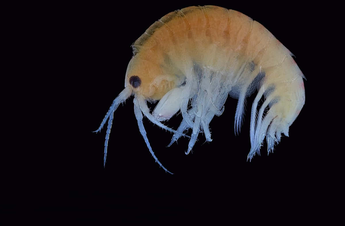 Amphipod, translucent orange, delicate white appendages, SD Desktop Wallpaper