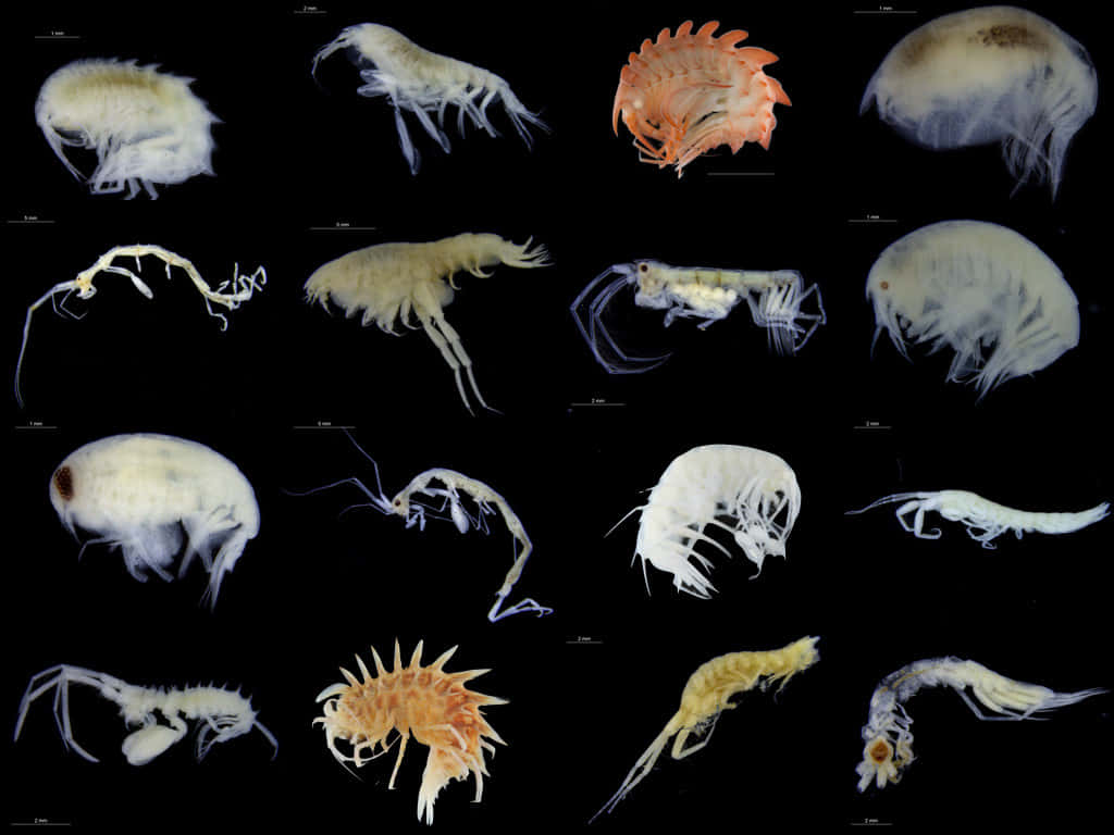 Amphipod, black background, scientific grid, SD Desktop Wallpaper