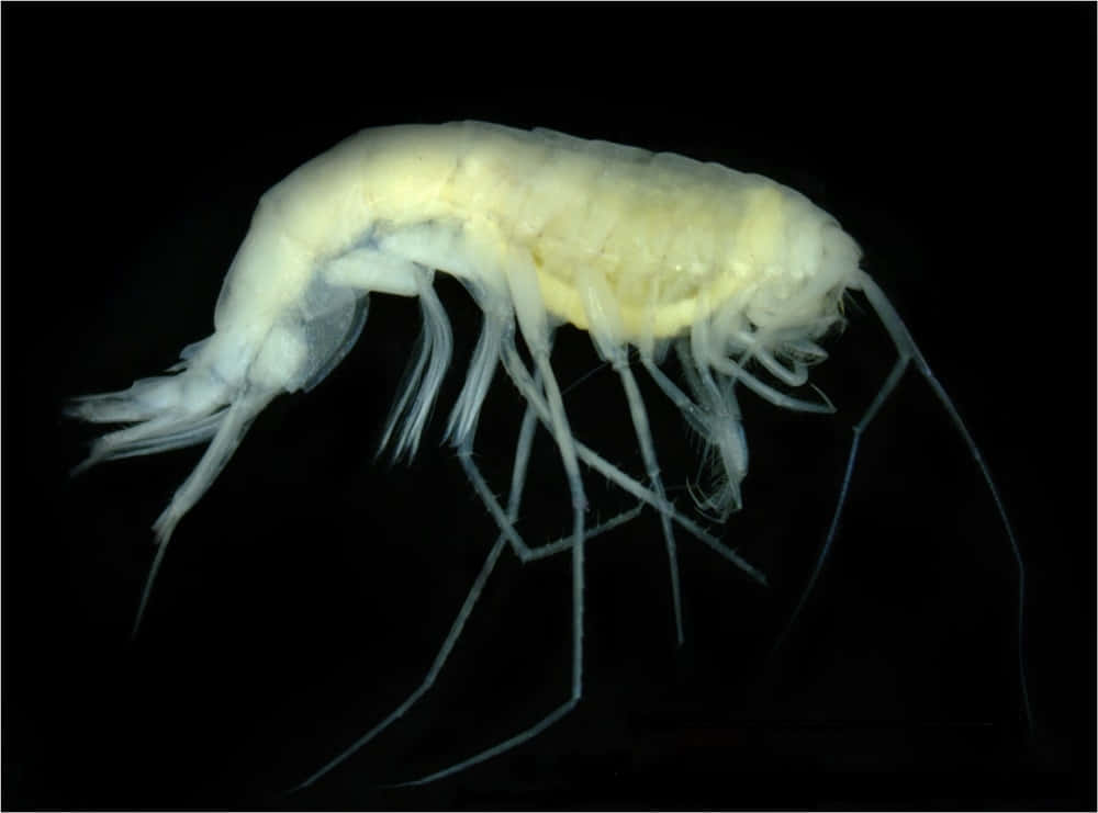 deep sea amphipod specimen, translucent white, delicate appendages, SD Desktop Wallpaper