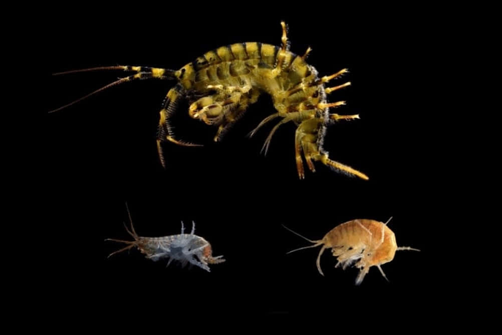 Amphipod, crustaceans, segmented bodies, SD Desktop Wallpaper