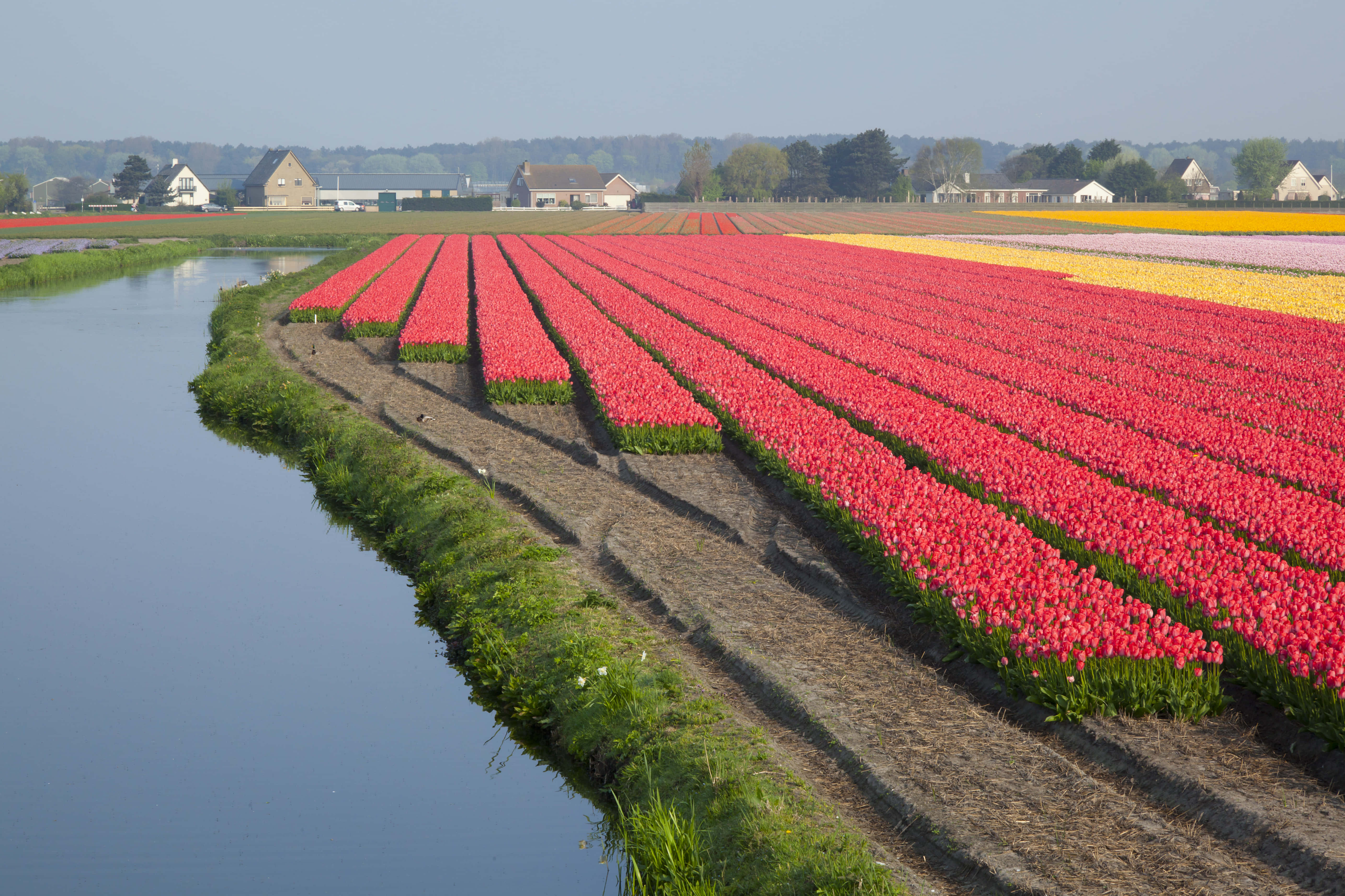 tulips, red, yellow, 5K Desktop Wallpaper