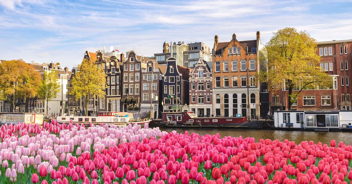 Amsterdam, tulips, canal houses, SD Desktop Wallpaper