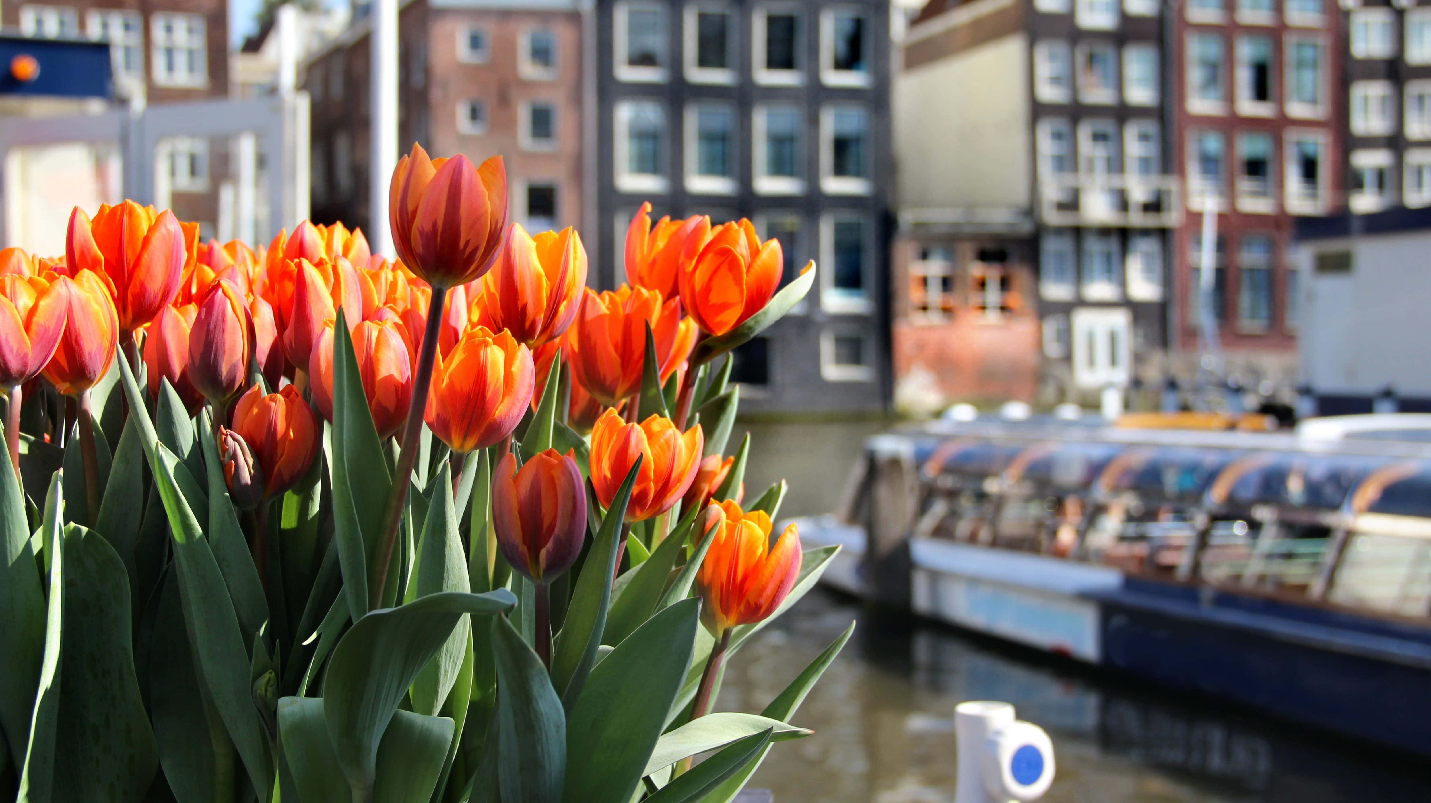 Amsterdam, Spring, vibrant orange tulips, 4K Desktop Wallpaper