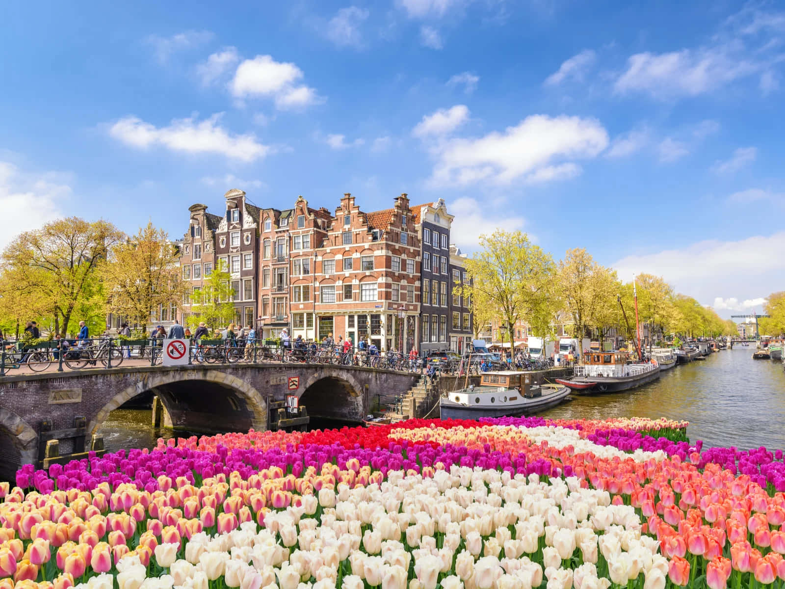 Amsterdam, tulip fields, canal houses, HD Desktop Wallpaper