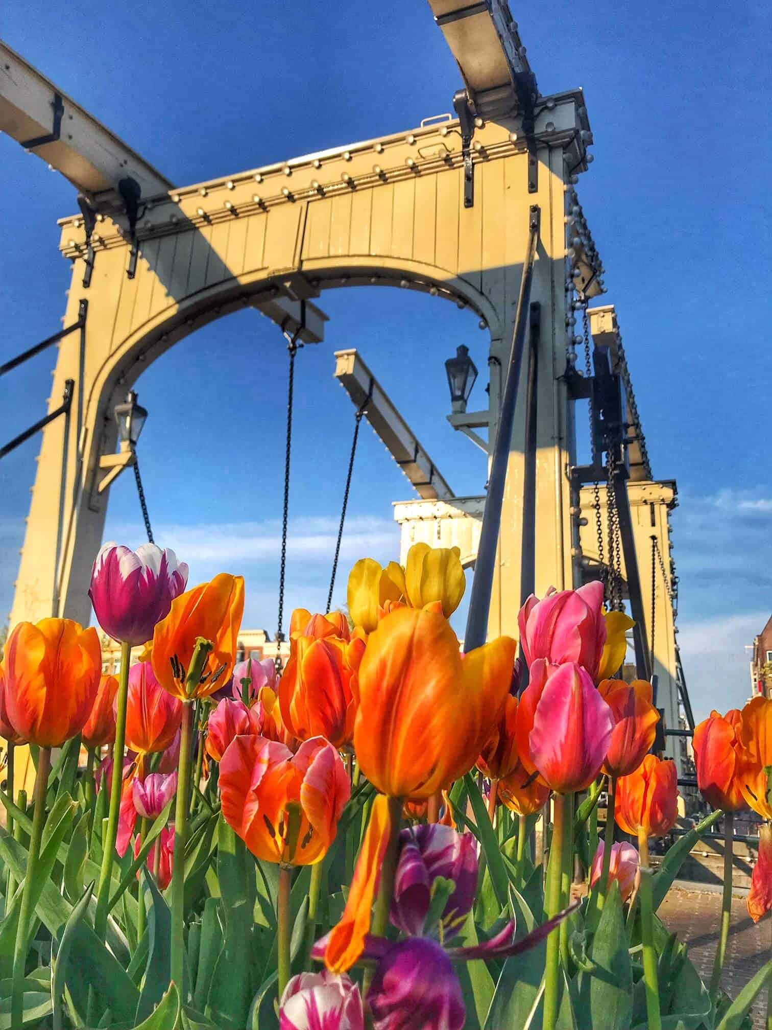 Amsterdam Spring, tulips, orange pink, Full HD Phone Wallpaper