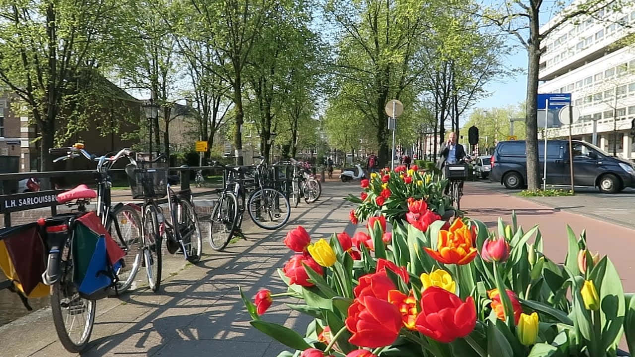 Amsterdam, spring, tulips, HD Desktop Wallpaper
