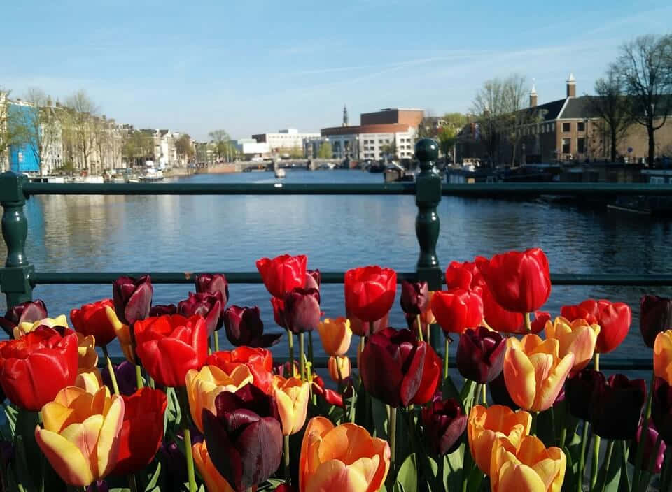 Amsterdam, spring, tulips, SD Desktop Wallpaper