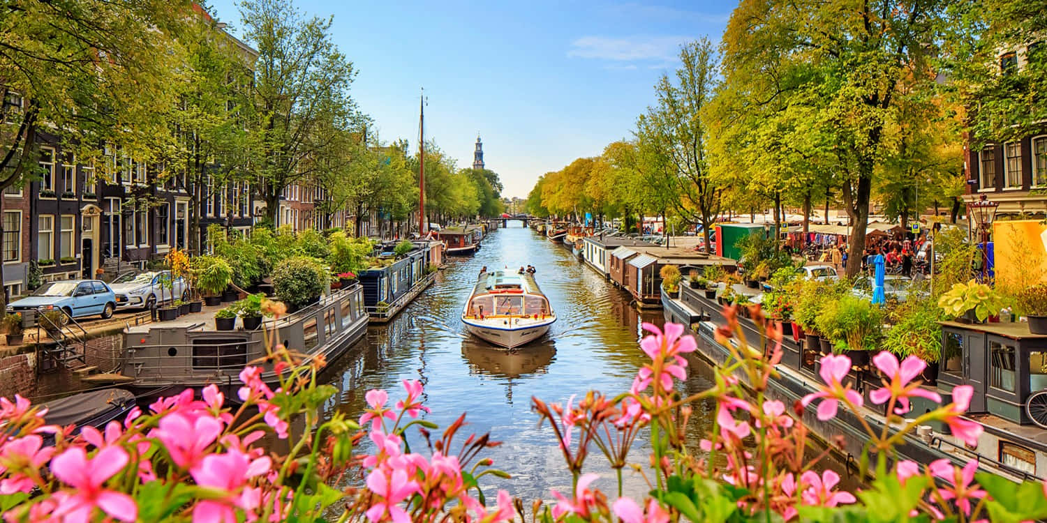 Amsterdam, canal, pink flowers, HD Desktop Wallpaper