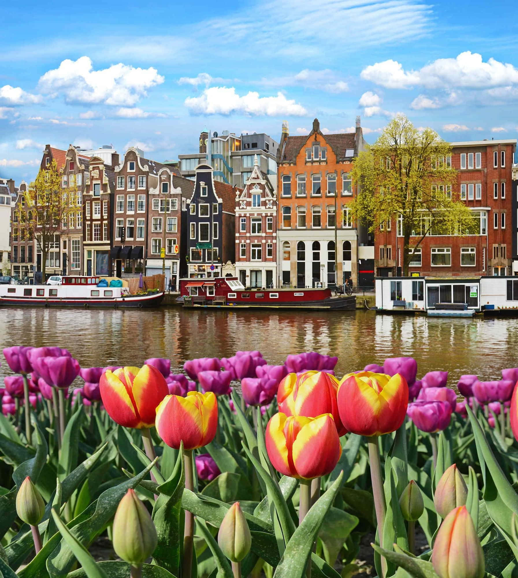 Amsterdam, springtime, tulips, Full HD Phone Wallpaper
