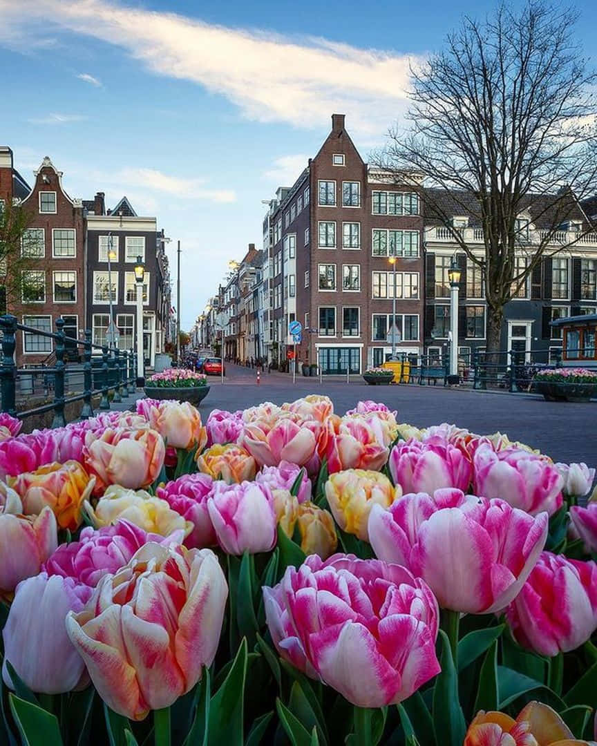 Amsterdam, tulips, canal, SD Phone Wallpaper